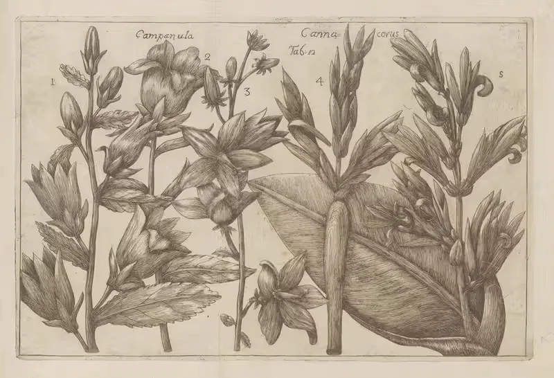 Campanula, Canna covus by Filippo Arena, 1767-1768 — digital art print download