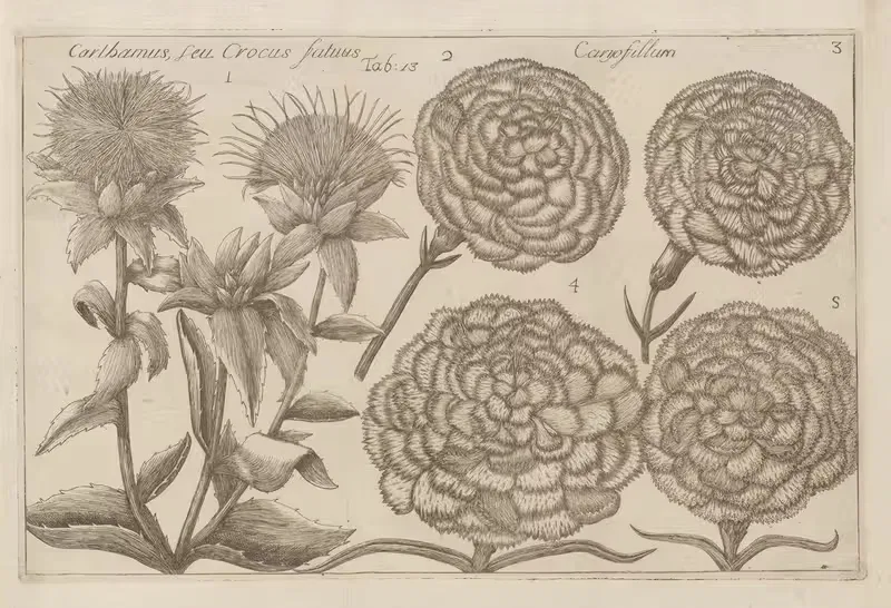 Carthamus seu Crocus Satuus, Caryofillum — Filippo Arena