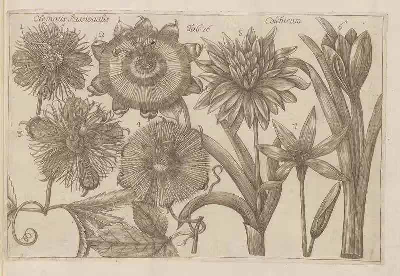 Clematis Passionalis, Colchicum by Filippo Arena, 1767-1768 — digital art print download