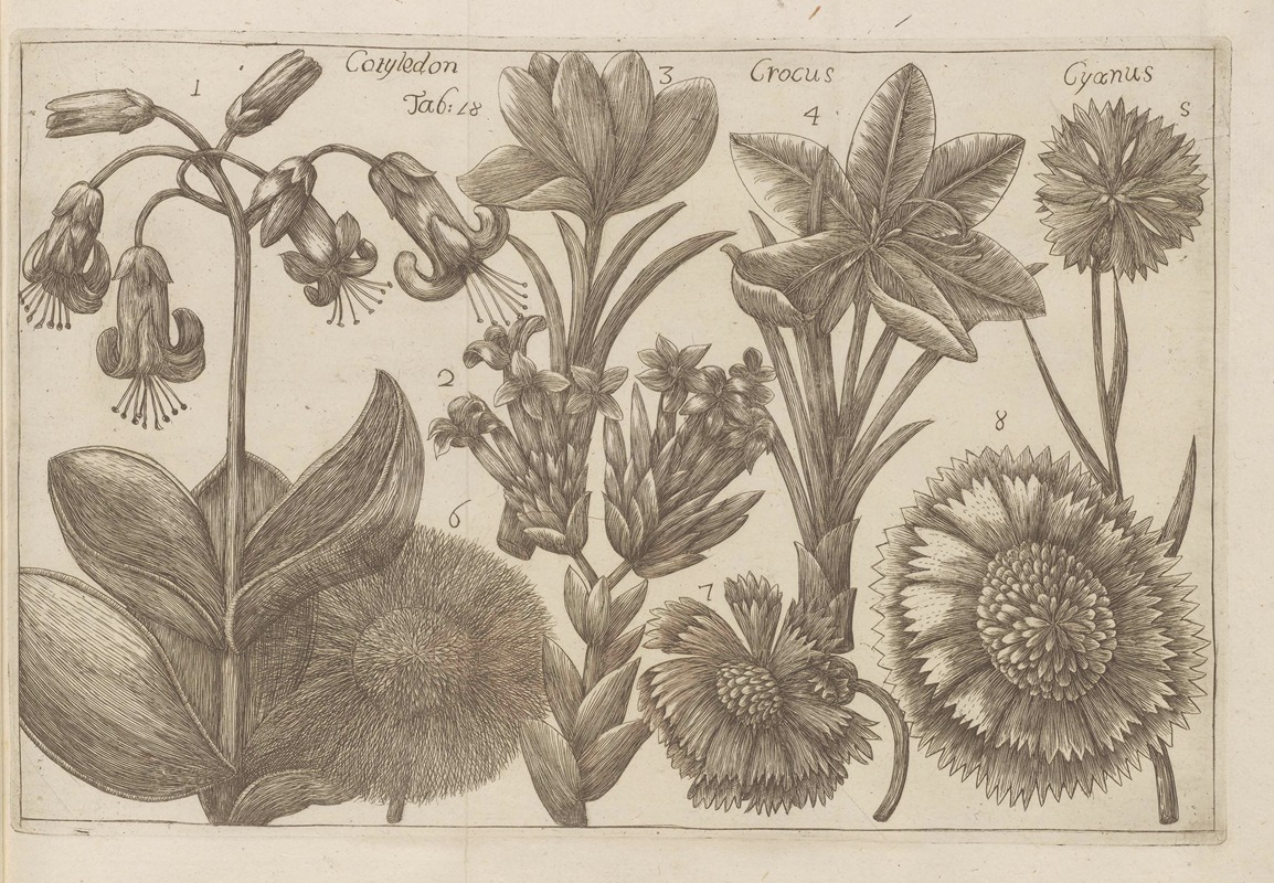 Cotyledon, Crocus, Cyanus by Filippo Arena, 1767-1768 — digital art print download