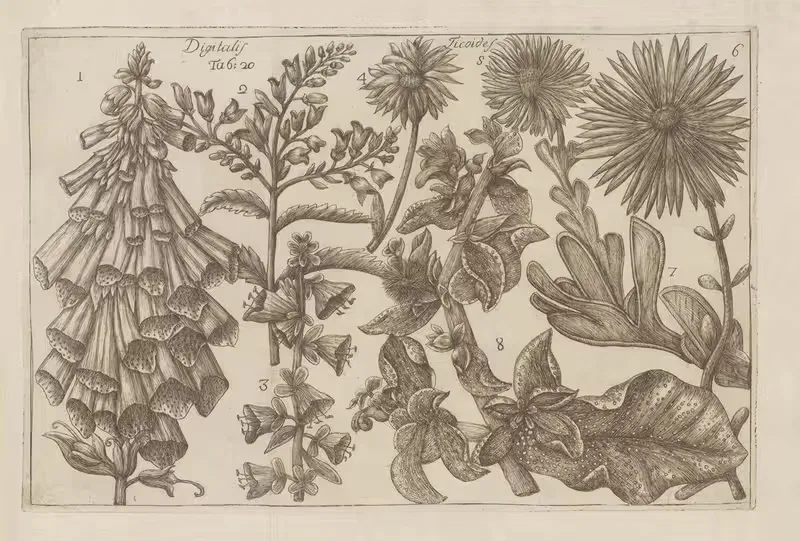 Digitalis, Ficoides by Filippo Arena, 1767-1768 — digital art print download
