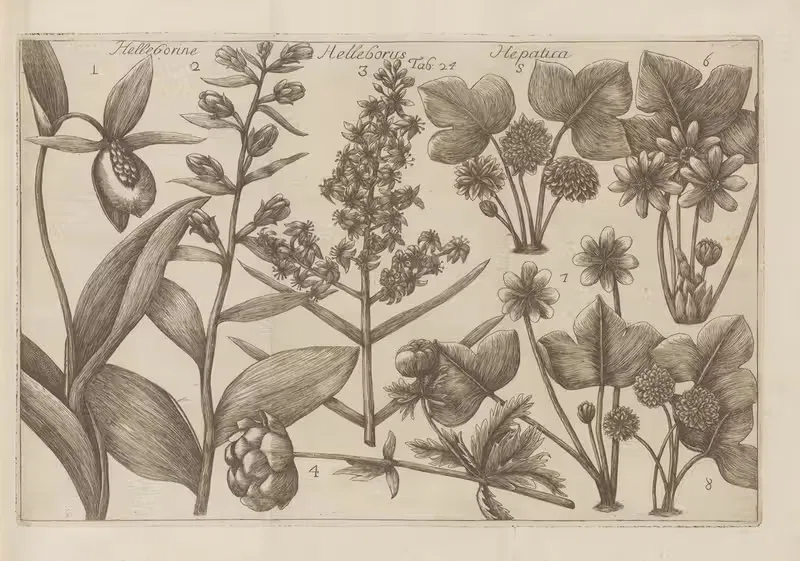 Helleborine, Helleborus, Hepatica — Filippo Arena