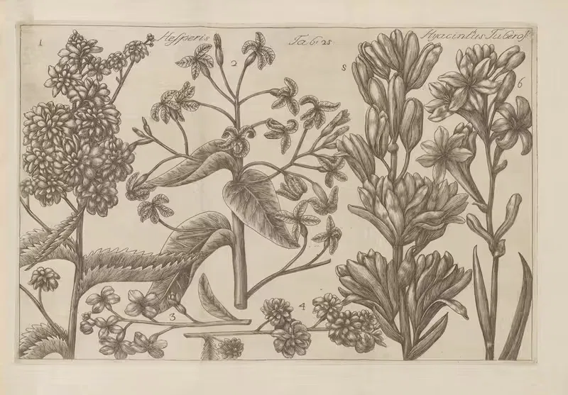 Hesperis, Hyancinthus Tuberose by Filippo Arena, 1767-1768 — digital art print download