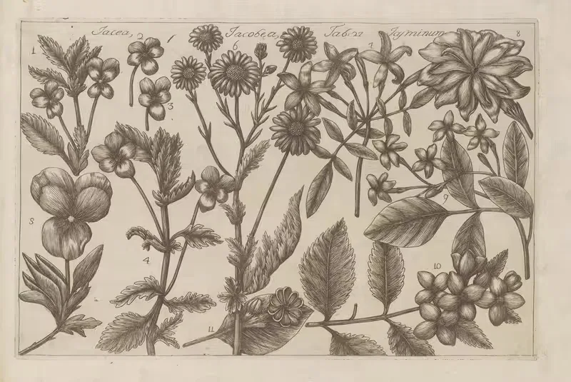 Jacea, Jacobea, Jasminum by Filippo Arena, 1767-1768 — digital art print download