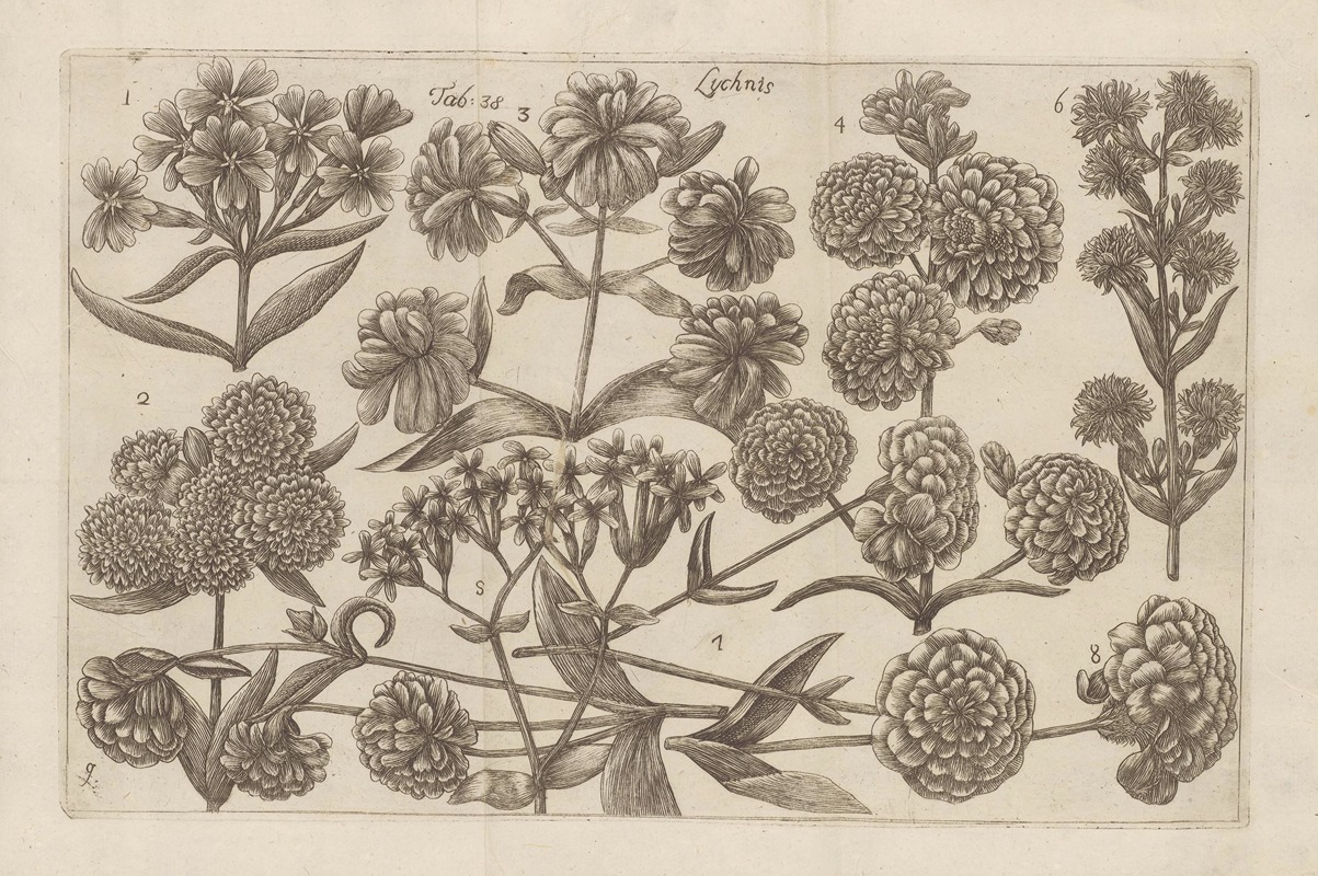 Lychnis by Filippo Arena, 1767-1768 — digital art print download