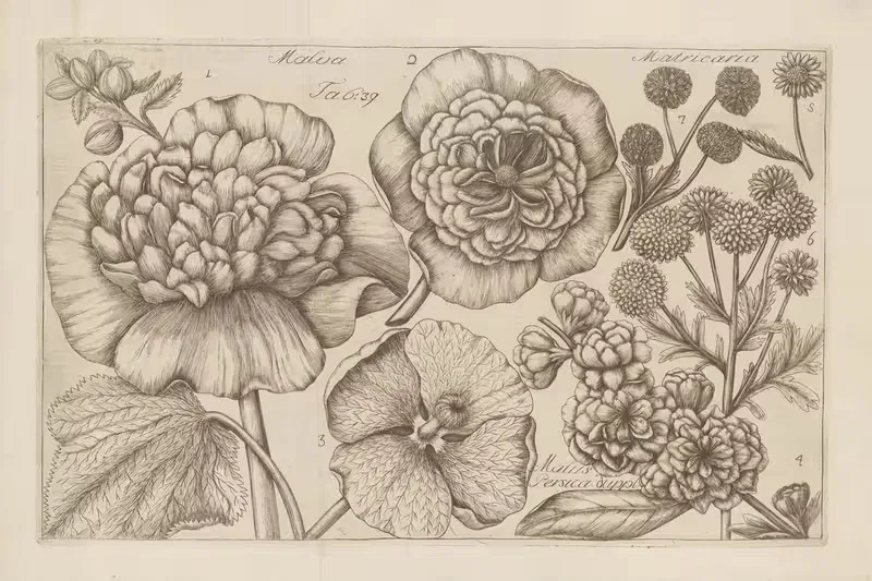 Malva, Matricaria, Malus Persica by Filippo Arena, 1767-1768 — digital art print download