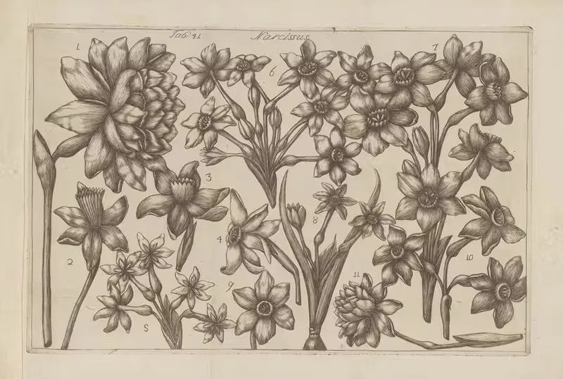 Narcissus by Filippo Arena, 1767-1768 — digital art print download