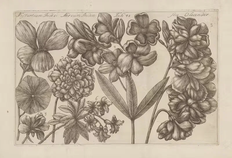 Nasturtium Indic, Nerium Indic, Seu Oleander by Filippo Arena, 1767-1768 — digital art print download