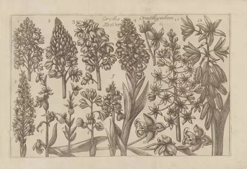 Orchis Ornithogalum by Filippo Arena, 1767-1768 — digital art print download