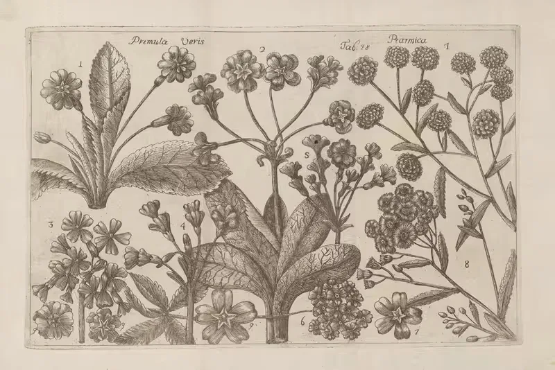 Primula veris, Ptarmica by Filippo Arena, 1767-1768 — digital art print download