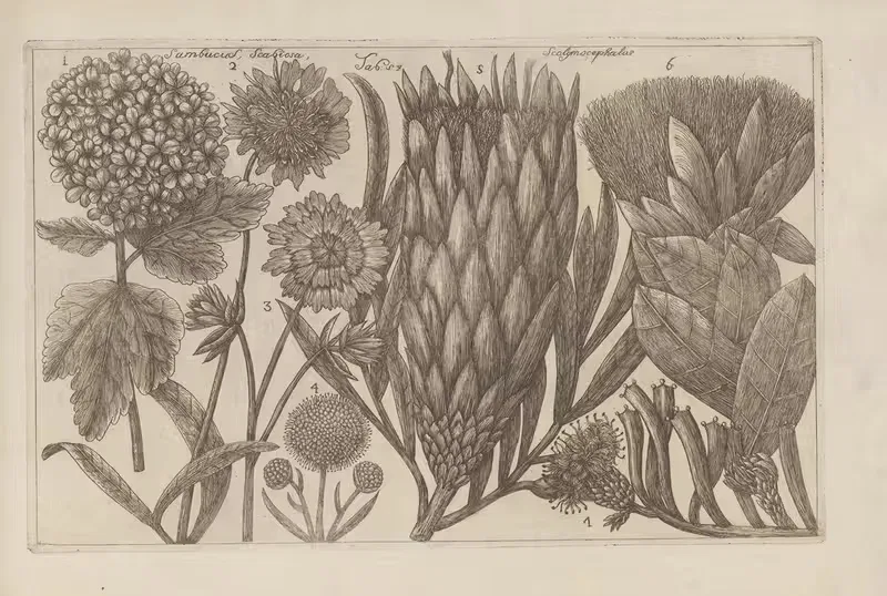 Sambucus, Scabiosa, Scolymocephalus by Filippo Arena, 1767-1768 — digital art print download