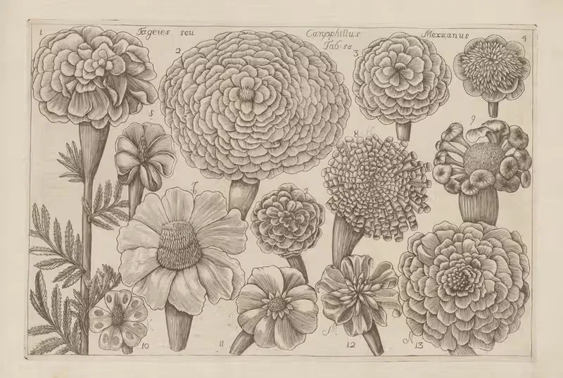 Tagetes, Caryophillus, Mexicanus by Filippo Arena, 1767-1768 — digital art print download