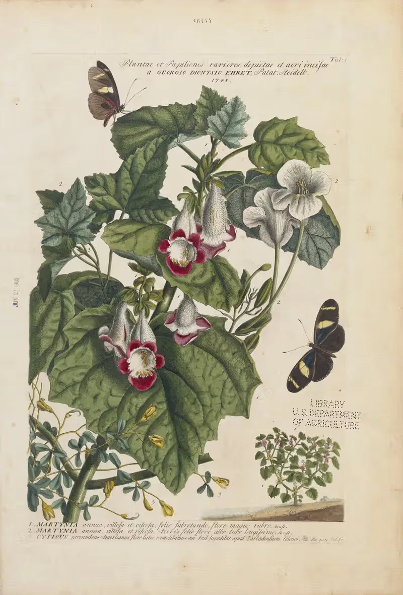 1. Martynia 2.Martynia 3.Cytisus — Georg Dionysius Ehret