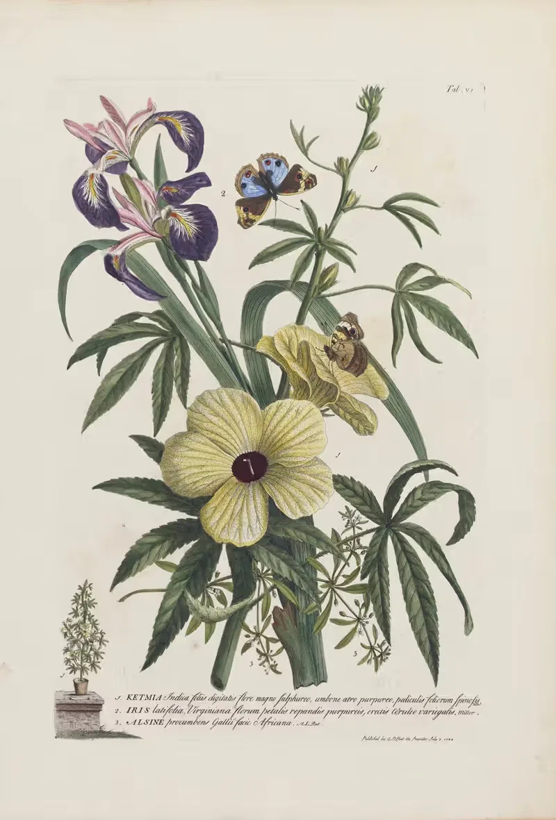 1.Ketmia 2.Iris 3.Alsine by Georg Dionysius Ehret, 1748 — digital art print download