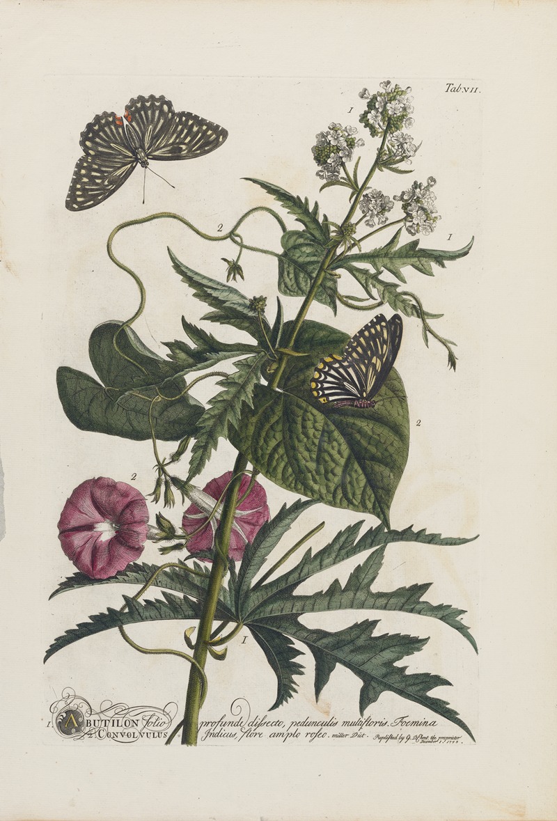 1.Abutilon 2.Convolvulus by Georg Dionysius Ehret, 1748 — digital art print download