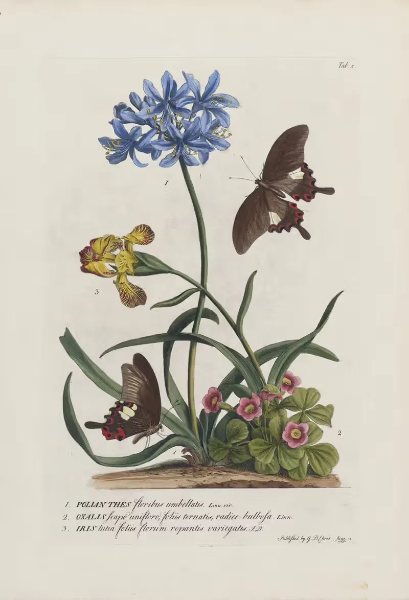 1.Polianthes 2.Oxalis 3.Iris by Georg Dionysius Ehret, 1748 — digital art print download