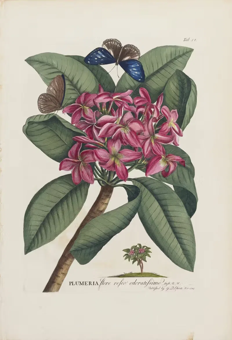 Plumeria by Georg Dionysius Ehret, 1748 — digital art print download