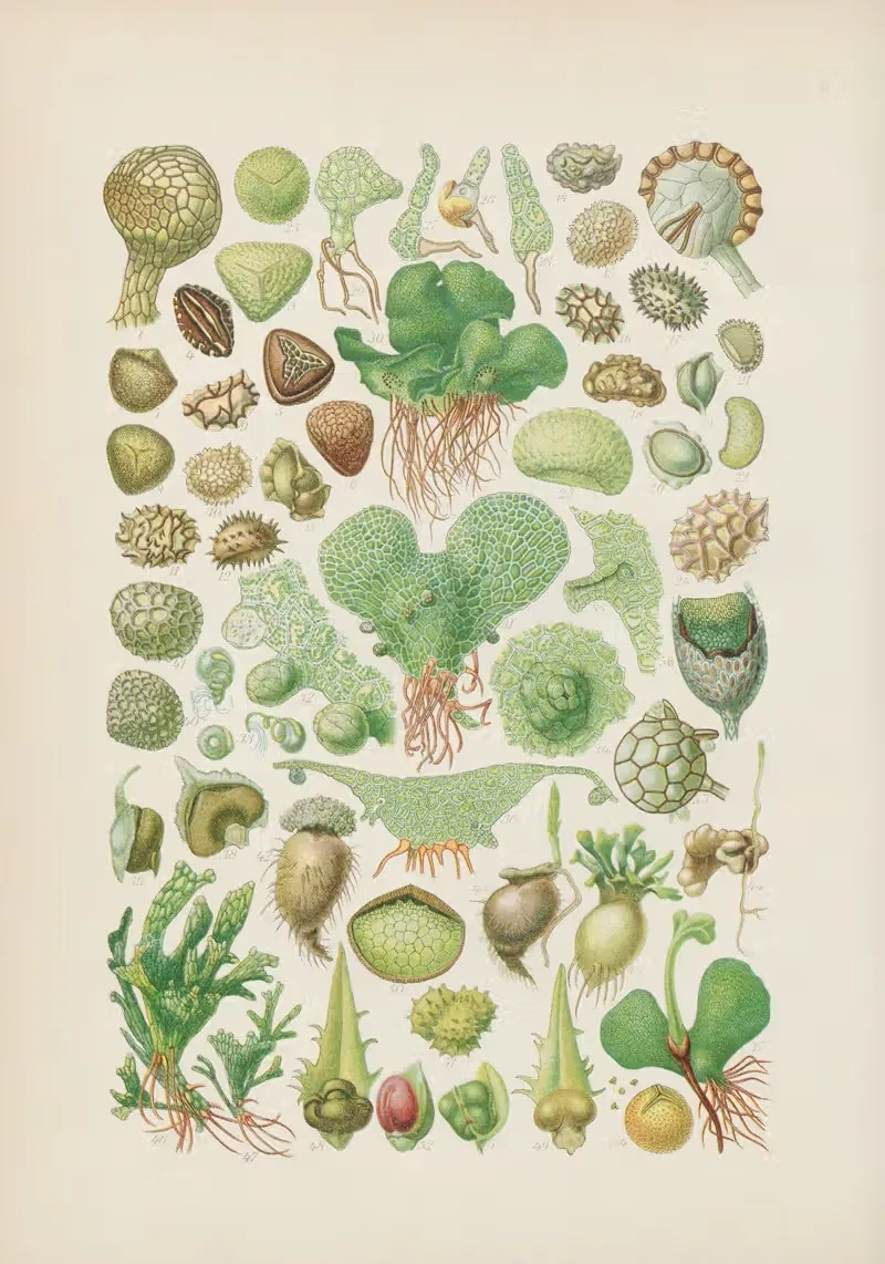 Illustrierte Flora von Mitteleuropa Pl.001 — Gustav Hegi