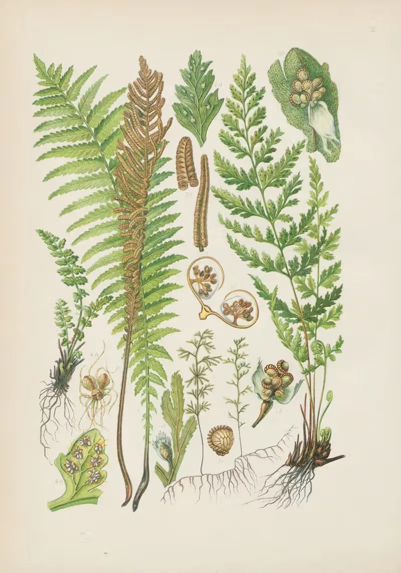 Illustrierte Flora von Mitteleuropa Pl.002 — Gustav Hegi