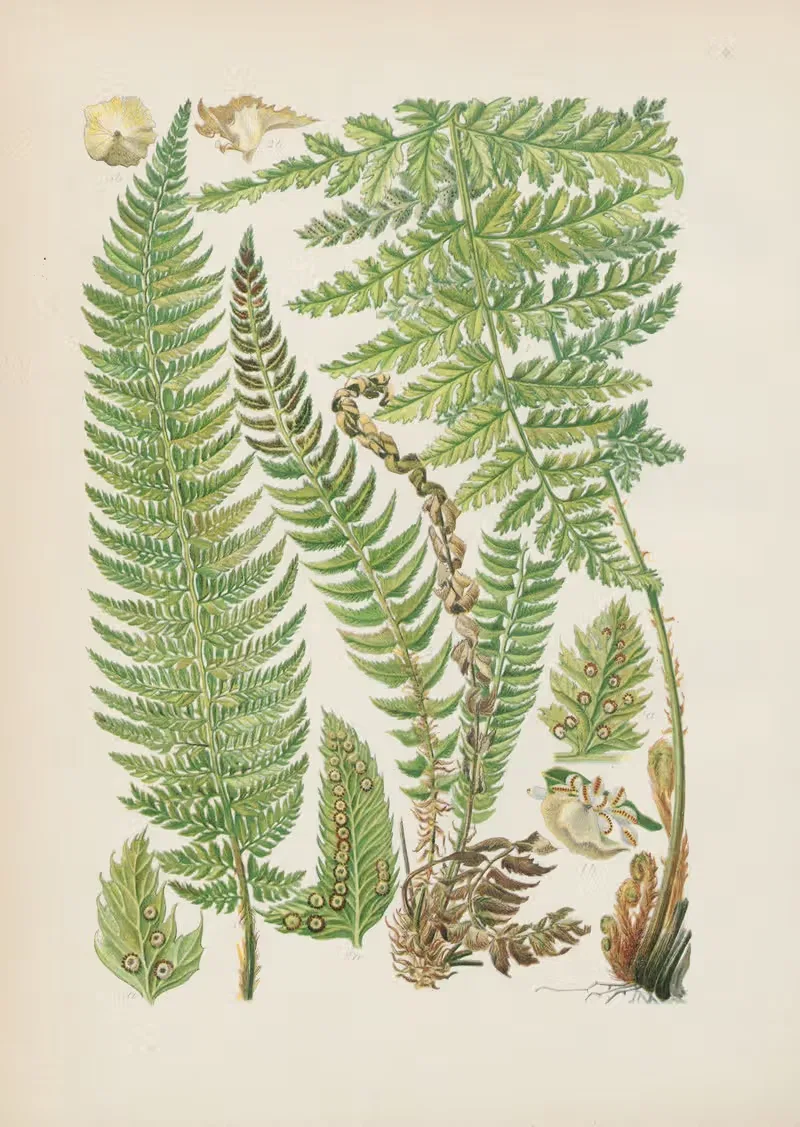 Illustrierte Flora von Mitteleuropa Pl.004 — Gustav Hegi
