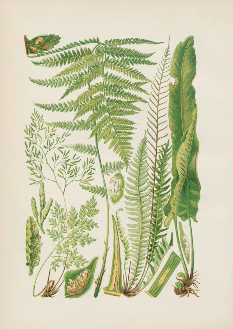 Illustrierte Flora von Mitteleuropa Pl.006 — Gustav Hegi