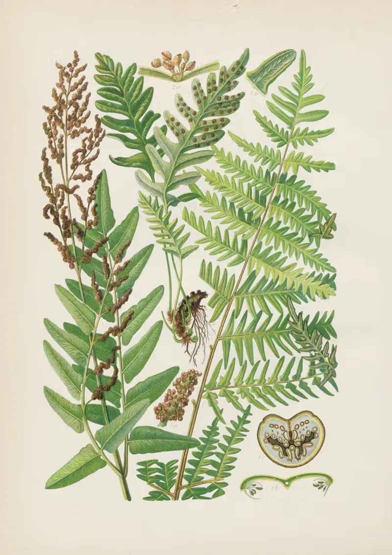 Illustrierte Flora von Mitteleuropa Pl.007 — Gustav Hegi