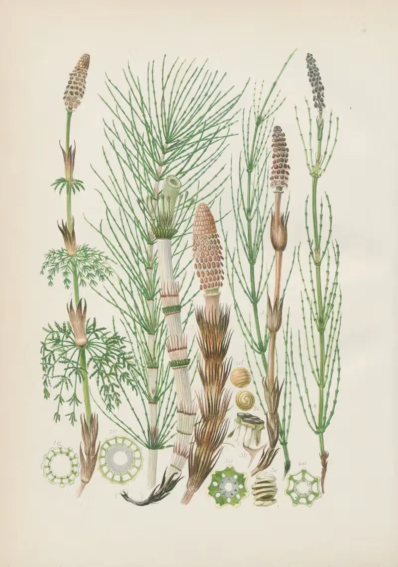 Illustrierte Flora von Mitteleuropa Pl.009 — Gustav Hegi