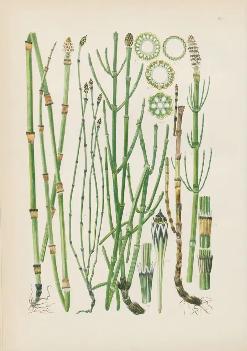Illustrierte Flora von Mitteleuropa Pl.010 — Gustav Hegi