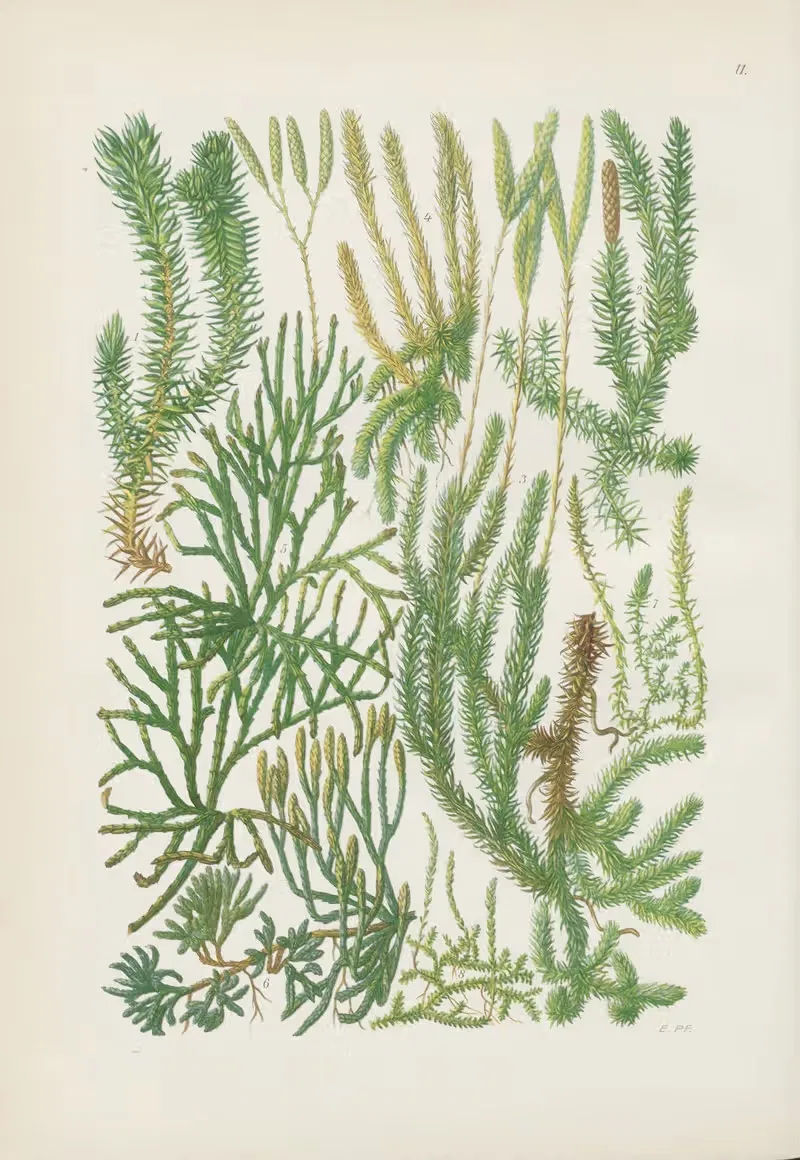 Illustrierte Flora von Mitteleuropa Pl.011 — Gustav Hegi