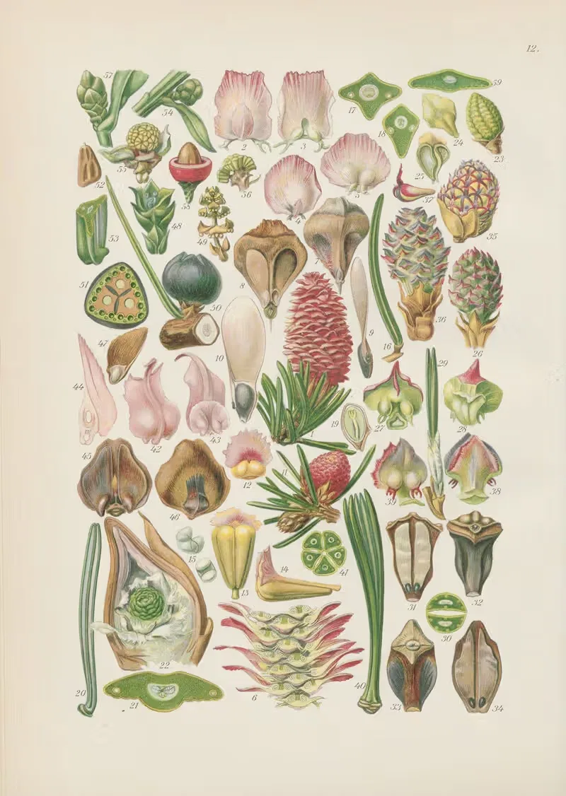 Illustrierte Flora von Mitteleuropa Pl.012 — Gustav Hegi