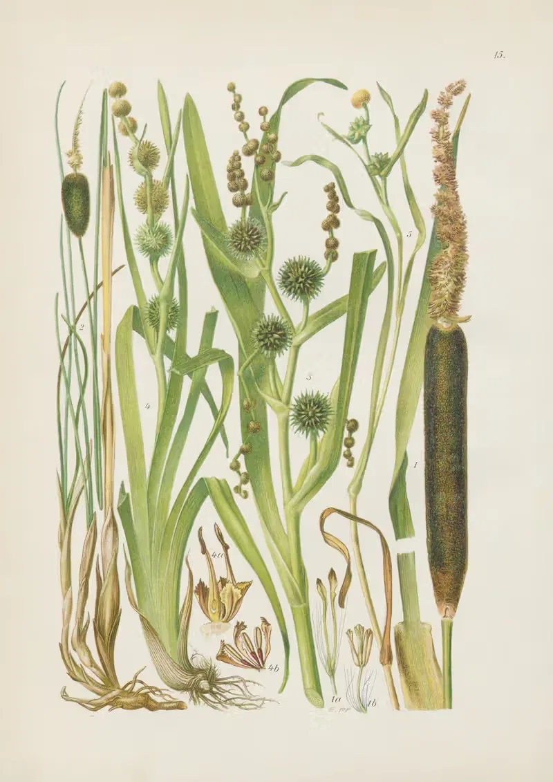 Illustrierte Flora von Mitteleuropa Pl.015 — Gustav Hegi