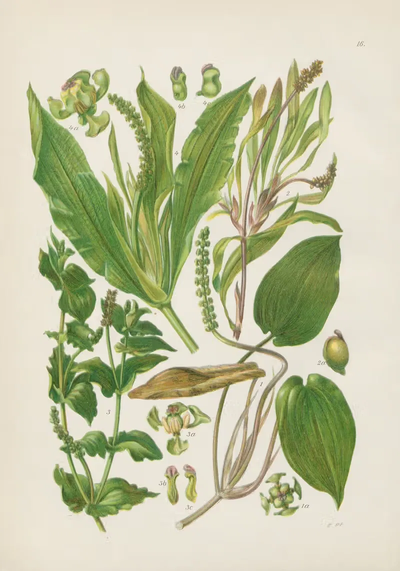 Illustrierte Flora von Mitteleuropa Pl.016 — Gustav Hegi