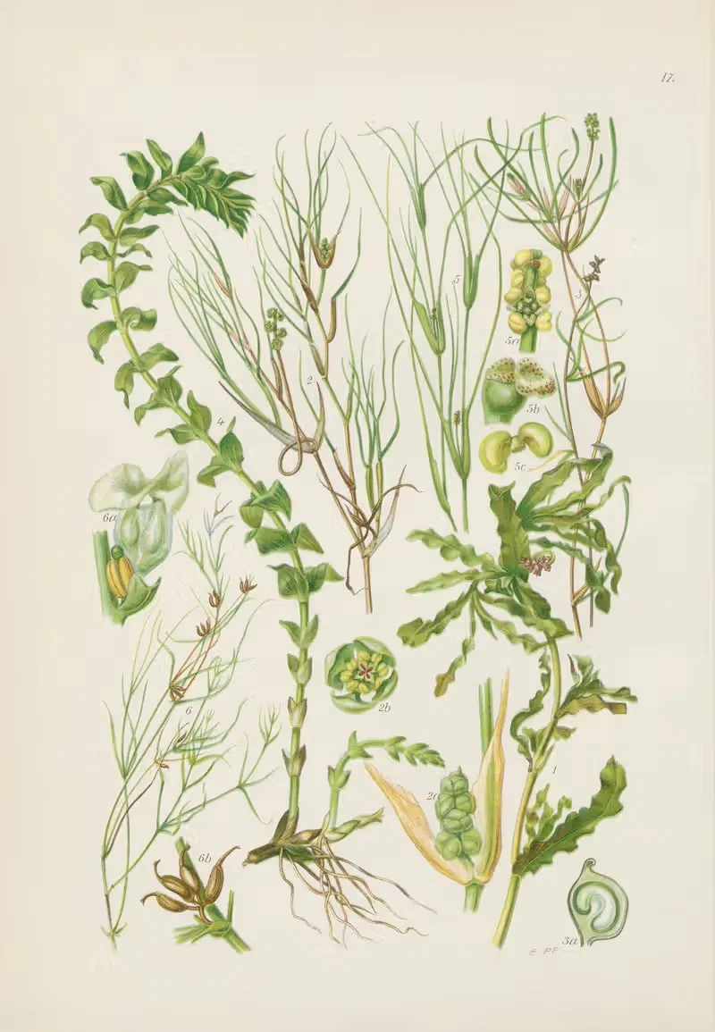 Illustrierte Flora von Mitteleuropa Pl.017 — Gustav Hegi
