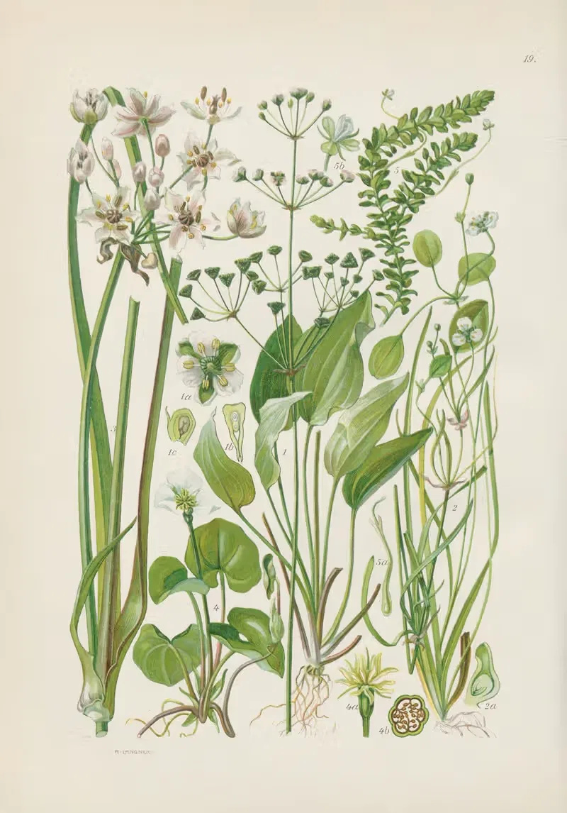 Illustrierte Flora von Mitteleuropa Pl.019 — Gustav Hegi