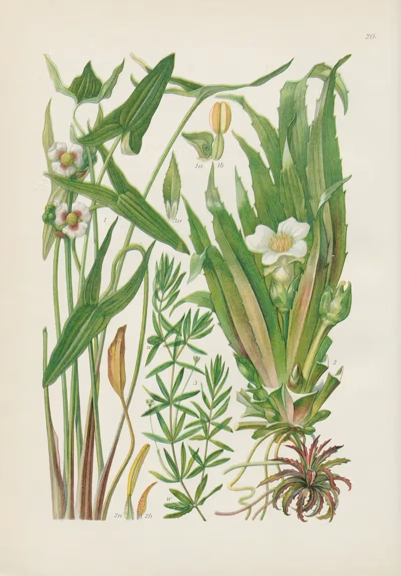 Illustrierte Flora von Mitteleuropa Pl.020 — Gustav Hegi