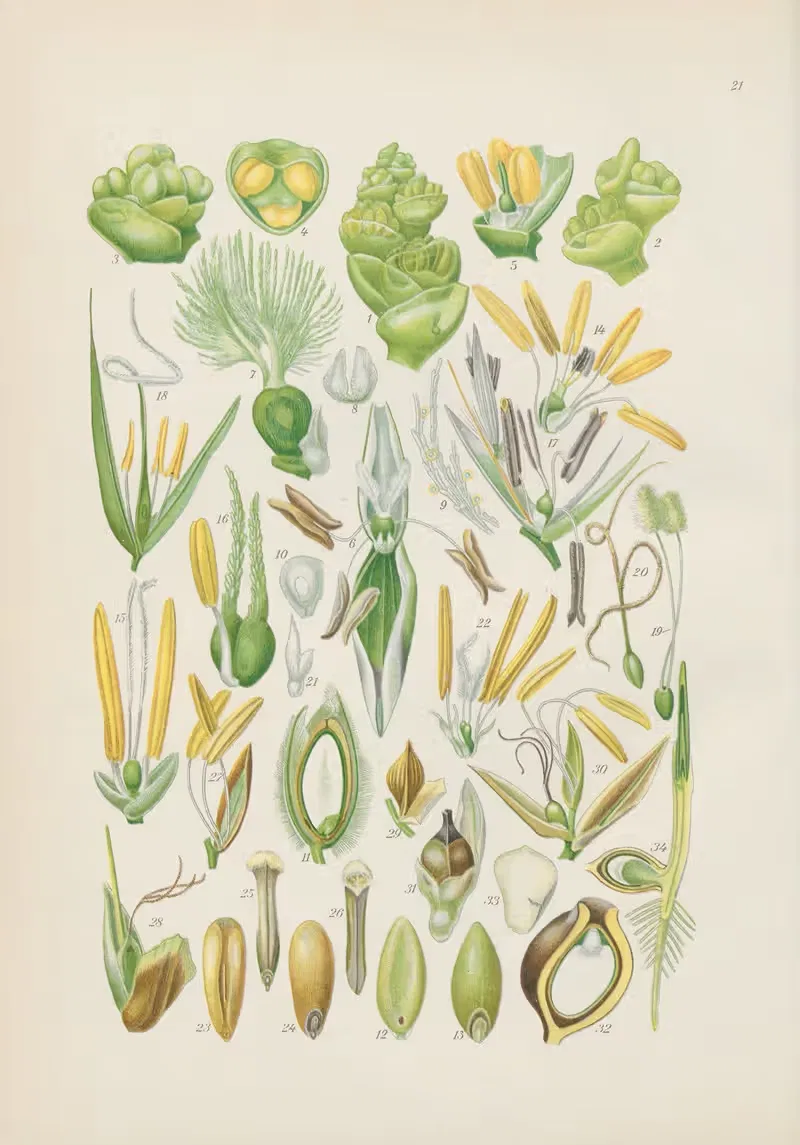 Illustrierte Flora von Mitteleuropa Pl.021 — Gustav Hegi