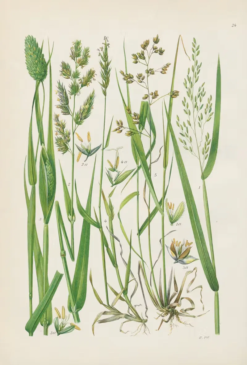 Illustrierte Flora von Mitteleuropa Pl.024 — Gustav Hegi
