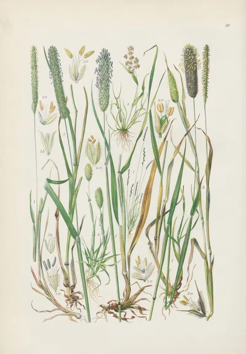 Illustrierte Flora von Mitteleuropa Pl.026 — Gustav Hegi