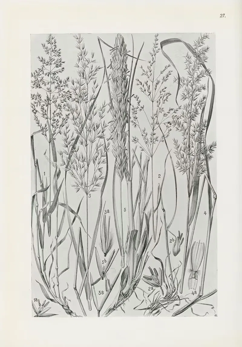 Illustrierte Flora von Mitteleuropa Pl.027 — Gustav Hegi