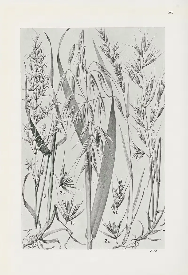 Illustrierte Flora von Mitteleuropa Pl.030 — Gustav Hegi