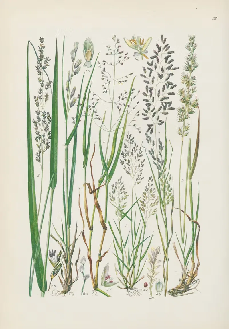 Illustrierte Flora von Mitteleuropa Pl.032 by Gustav Hegi, 1906-1929 — digital art print download