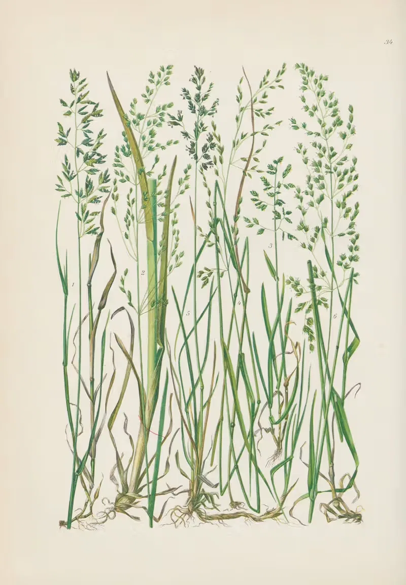 Illustrierte Flora von Mitteleuropa Pl.034 — Gustav Hegi