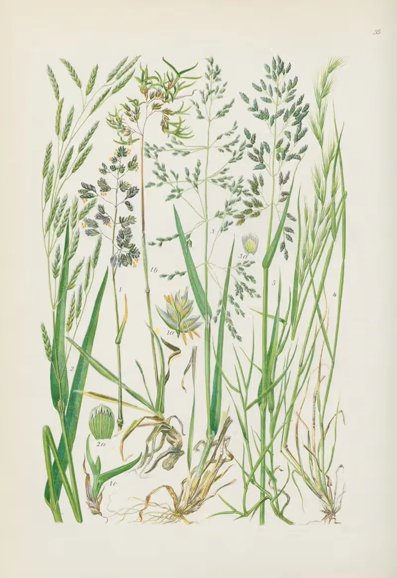 Illustrierte Flora von Mitteleuropa Pl.035 — Gustav Hegi