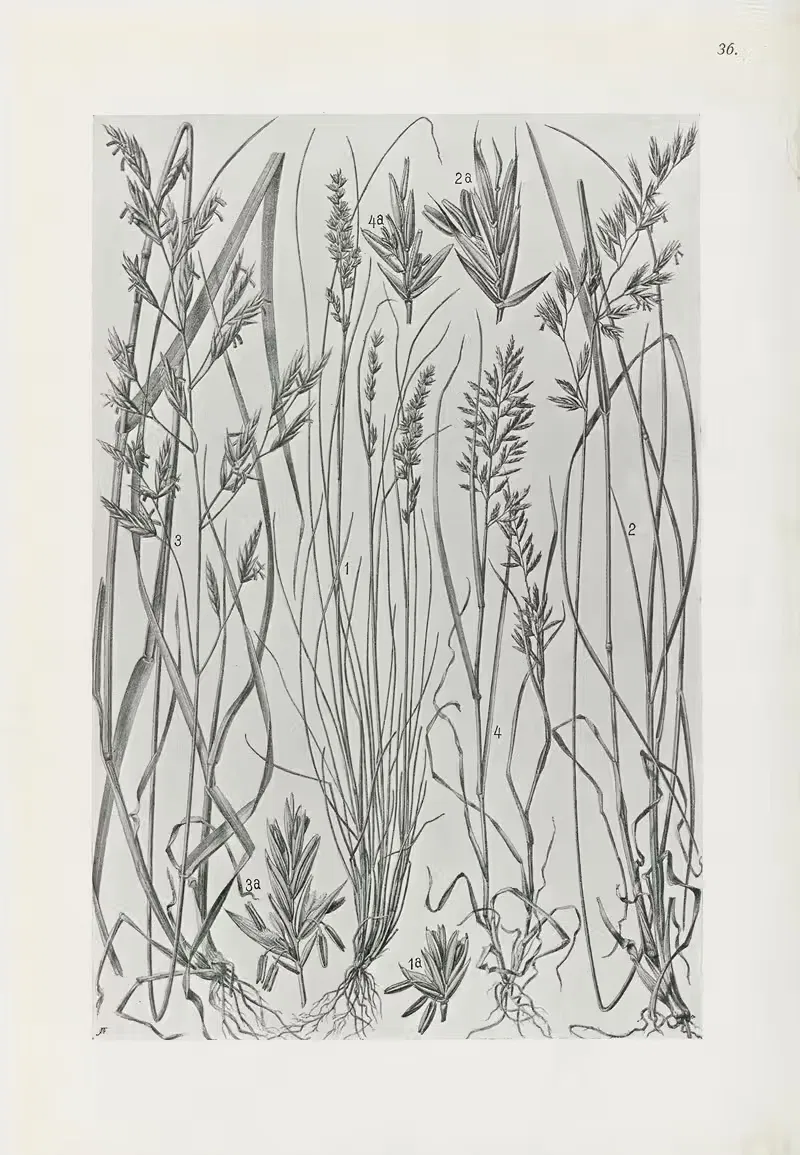 Illustrierte Flora von Mitteleuropa Pl.036 — Gustav Hegi