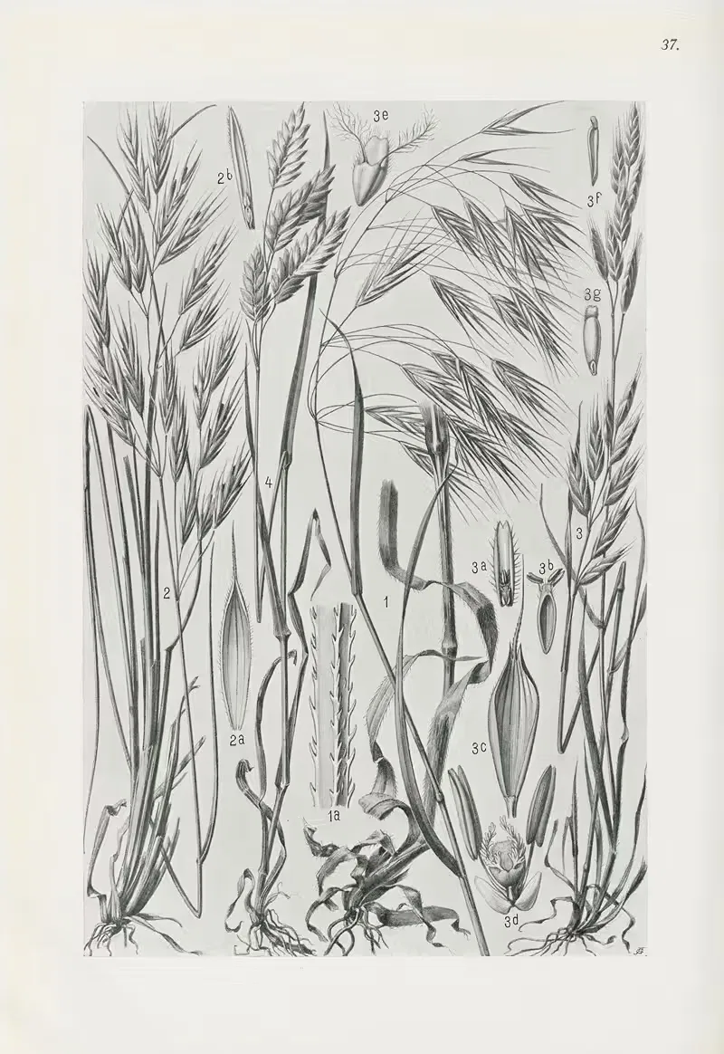 Illustrierte Flora von Mitteleuropa Pl.037 — Gustav Hegi