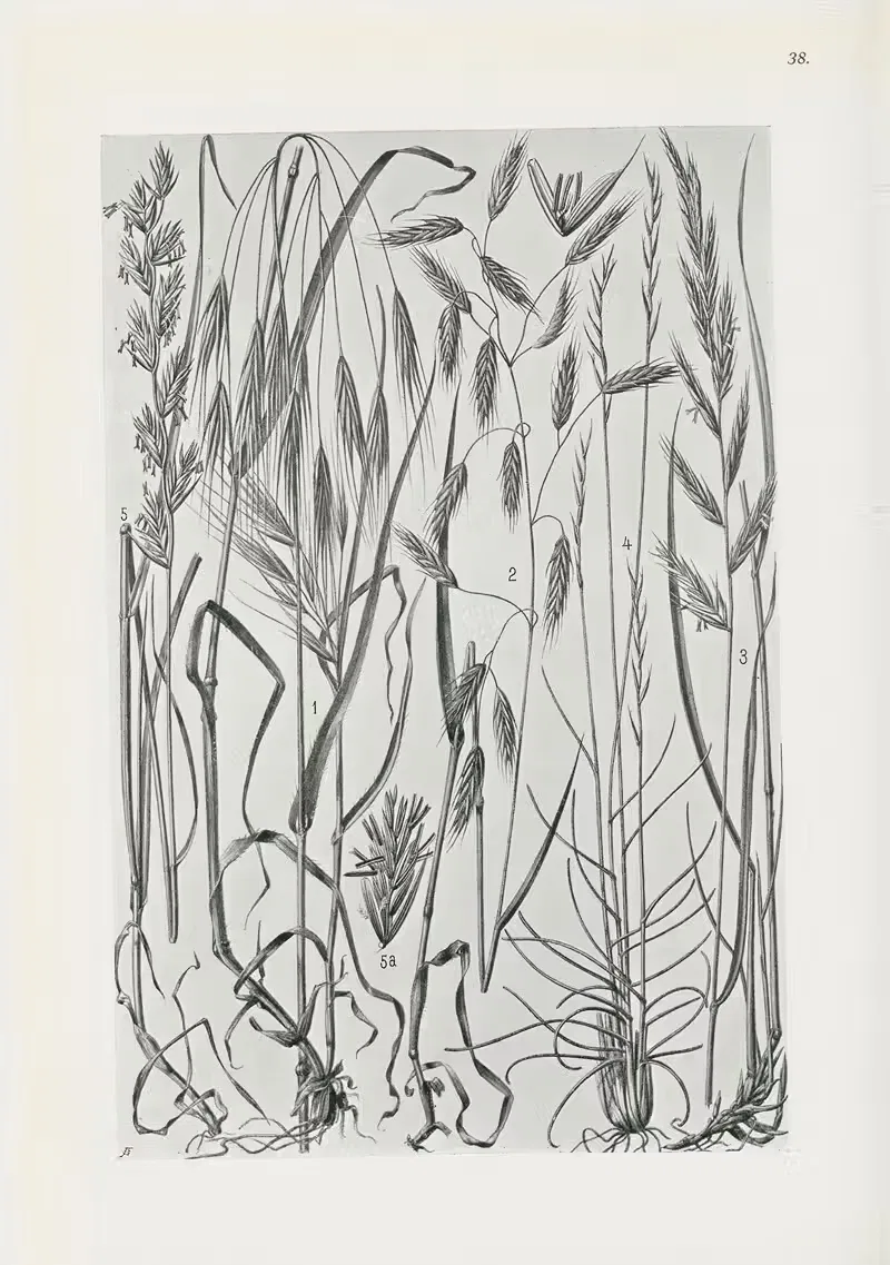 Illustrierte Flora von Mitteleuropa Pl.038 — Gustav Hegi