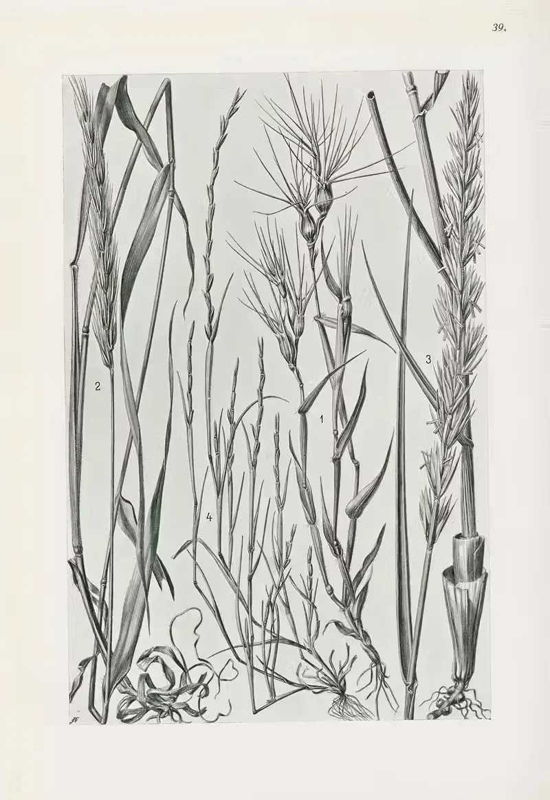 Illustrierte Flora von Mitteleuropa Pl.039 — Gustav Hegi