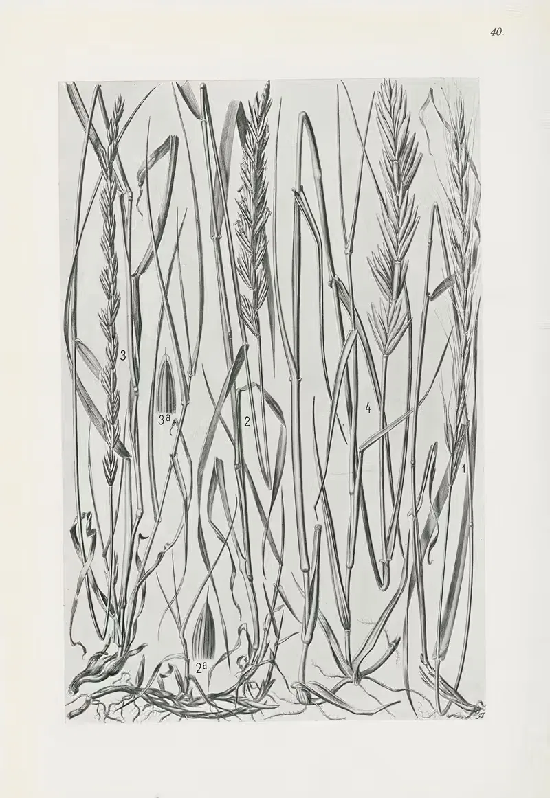 Illustrierte Flora von Mitteleuropa Pl.040 — Gustav Hegi