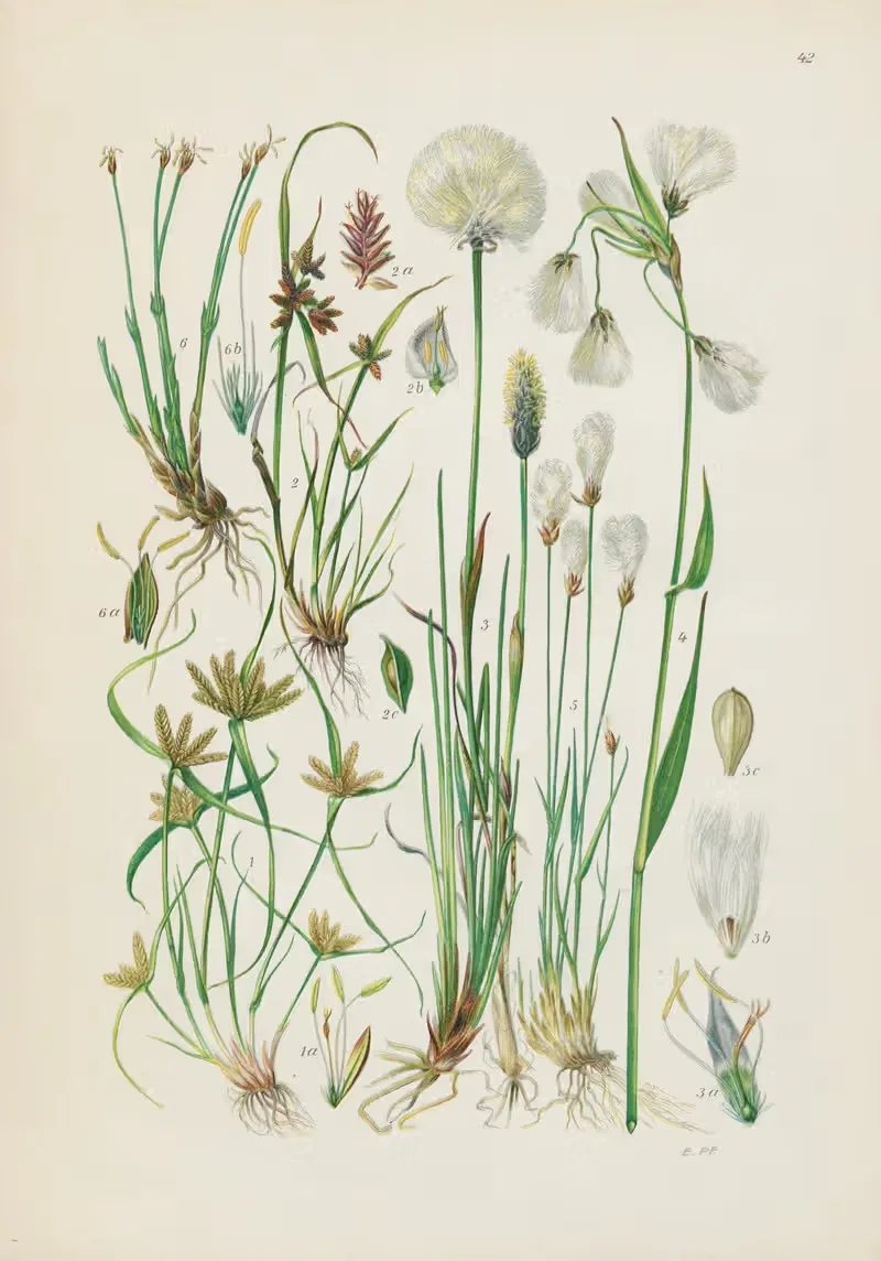Illustrierte Flora von Mitteleuropa Pl.042 — Gustav Hegi
