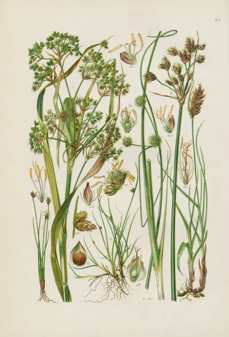 Illustrierte Flora von Mitteleuropa Pl.043 — Gustav Hegi